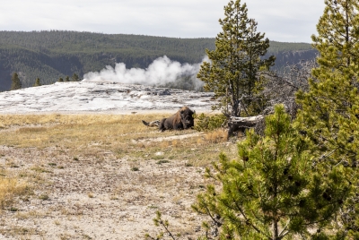 Old Faithful Geyser Area Yellowstone 2024